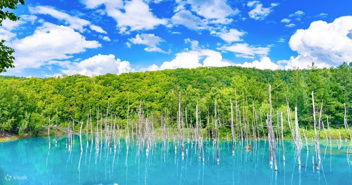 Hokkaido Biei Furano Exclusive | Shikisai-no-Oka, Ningle Terrace